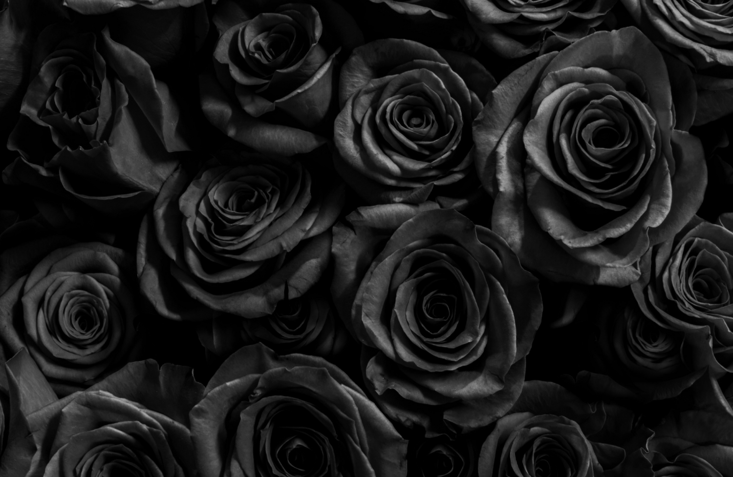 arti bunga mawar hitam