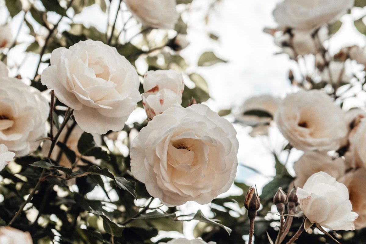 Sejarah Mawar Putih: Bunga Yang Melambangkan Kesetiaan - The Million Bloom®