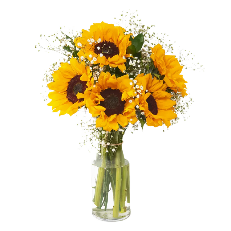 Fields of Sunshine