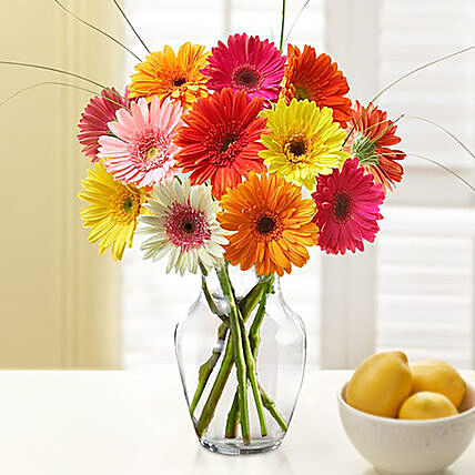Blooming Gerbera