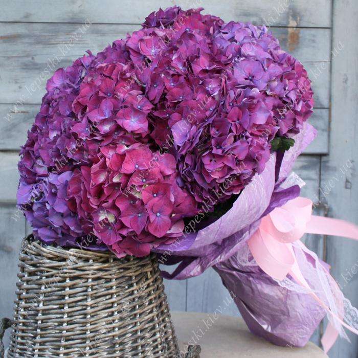 Hydrangeas Galaxy