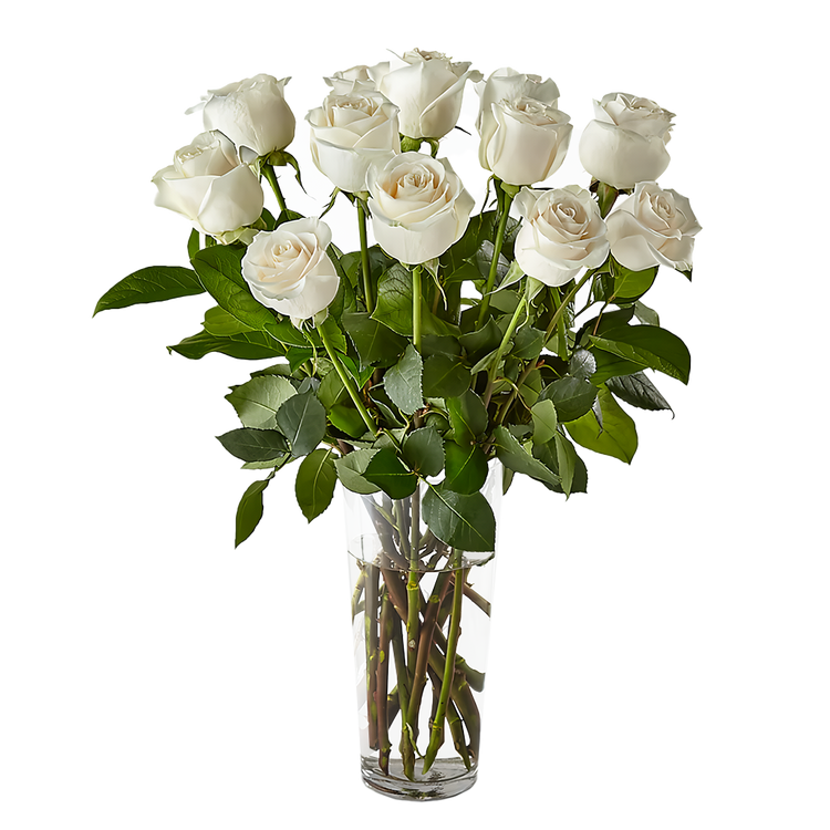 White Radiance Roses
