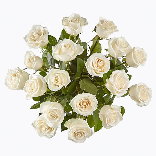White Radiance Roses