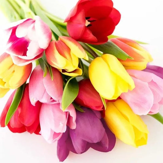 Rainbow of Hope - The Million Bloom® -