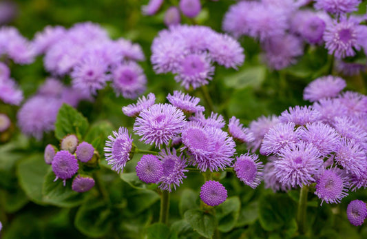 Mengungkap Keistimewaan Bunga Ageratum