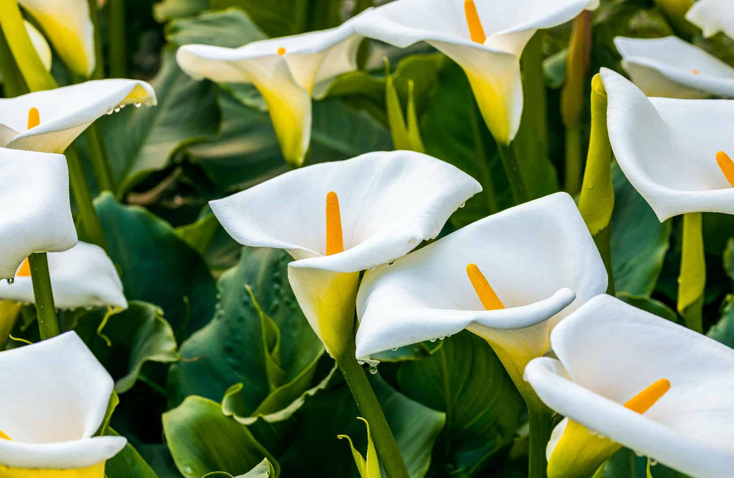 Mengungkap Kisah Bunga Calla Lily: Mempesona dan Penuh Makna