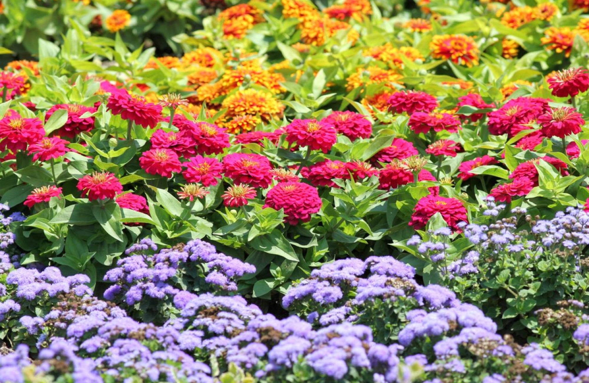 9 Bunga Tercantik di Dunia: Temukan Keindahan yang Memukau