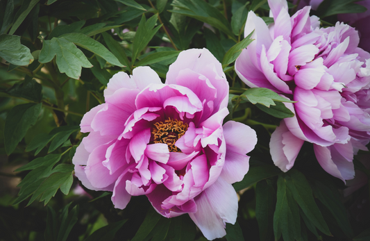 arti bunga peony