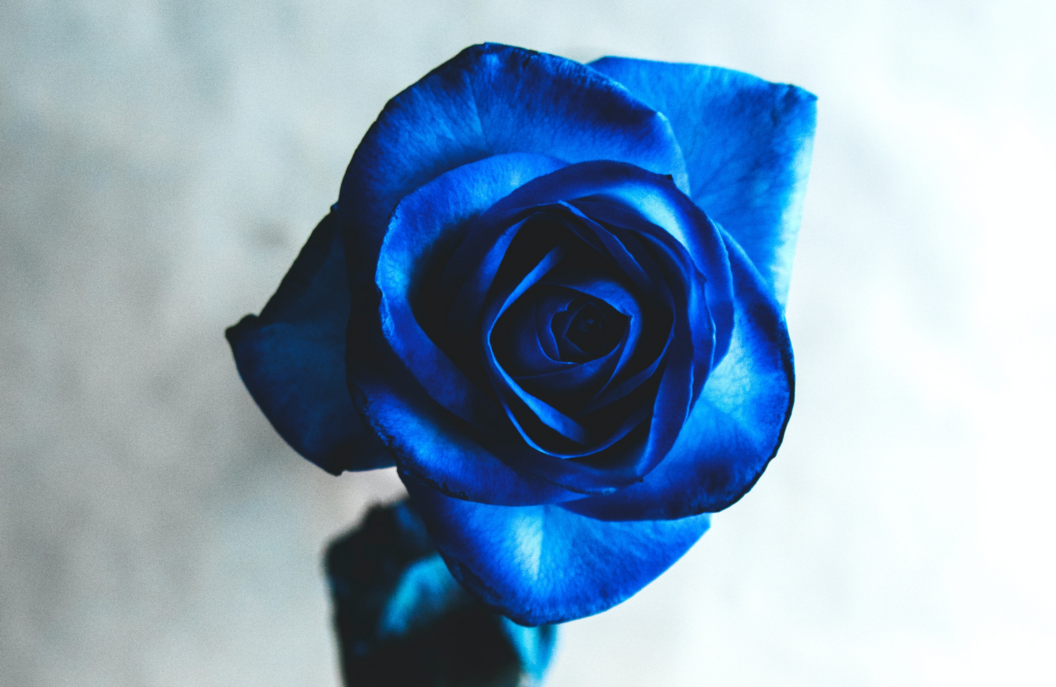 arti bunga mawar biru