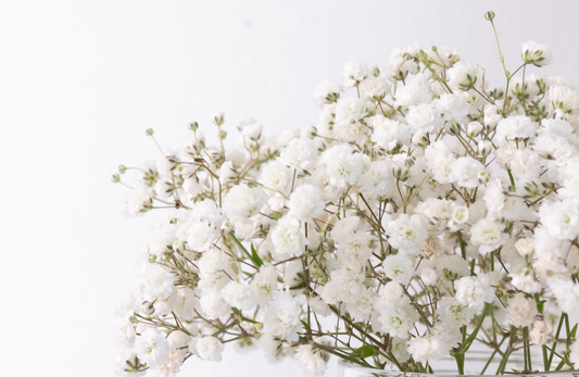 arti bunga baby breath