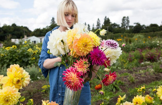 Bunga Dahlia