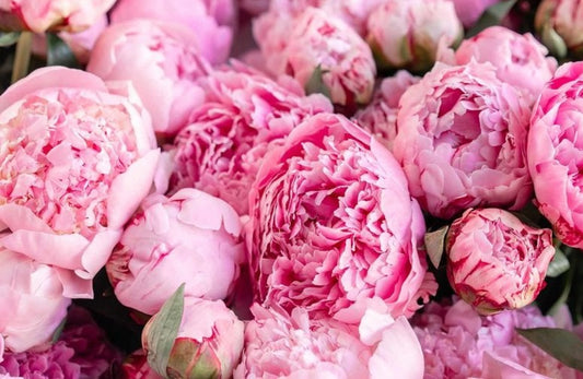 Bunga Peony Melambangkan Apa? Si Cantik Penuh Makna