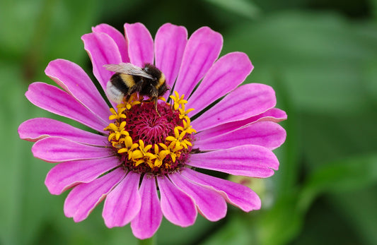 bunga zinnia