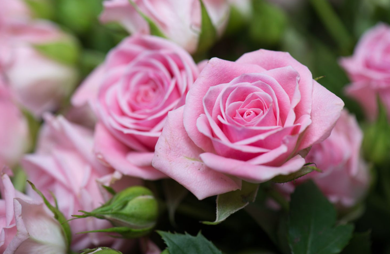 Arti Bunga Mawar Pink: Dibalik Pesona si Merah Muda Merona