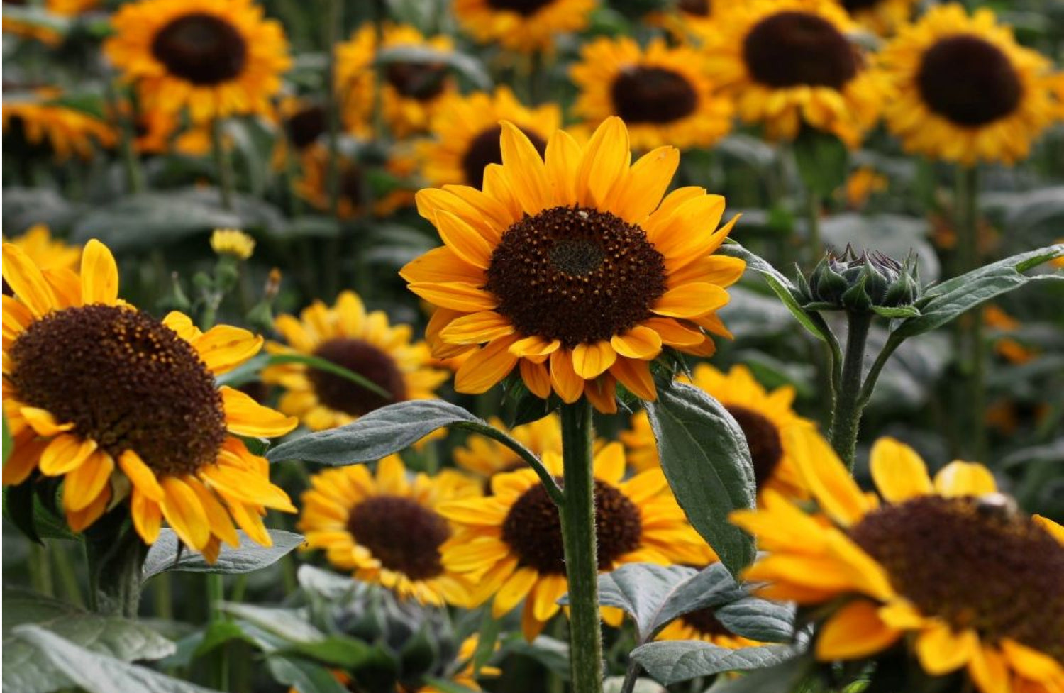 Bunga yang Mirip Bunga Matahari: Keindahan yang Tak Kalah Menawan!