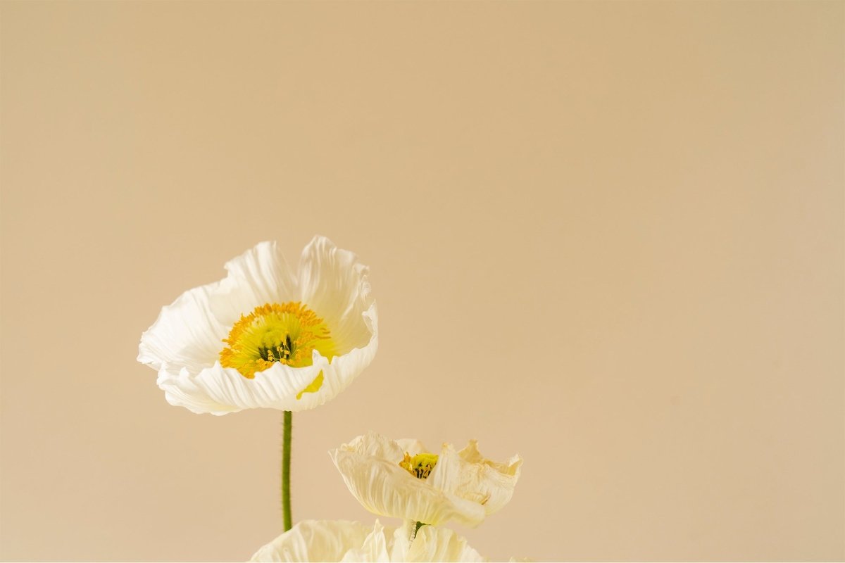 5 Bunga yang Melambangkan Kesendirian: Jomblo Harus Tahu! - The Million Bloom®