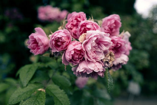 5 Fakta Menakjubkan tentang Bunga Mawar yang Belum Kamu Ketahui - The Million Bloom®