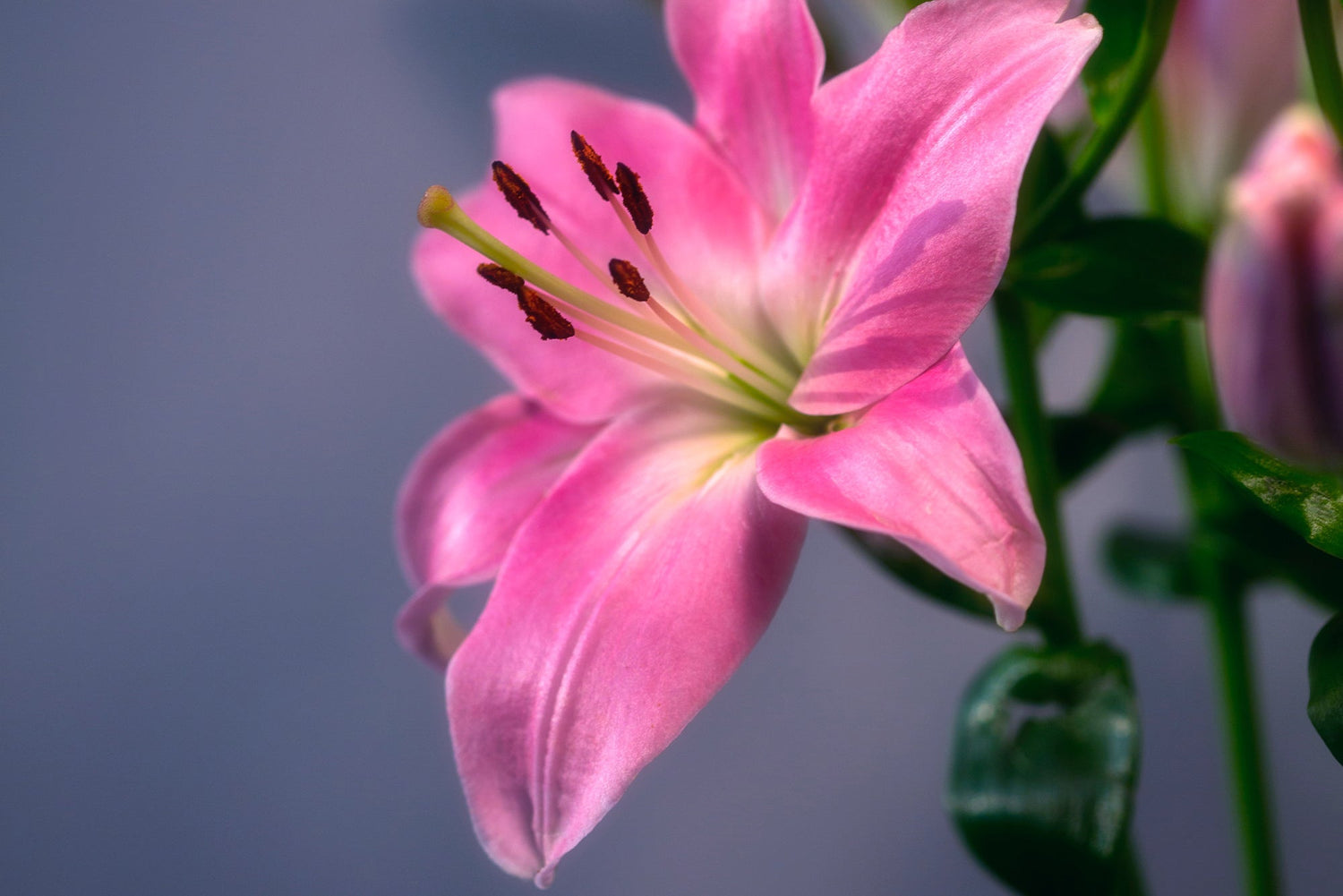 50 Rekomendasi Ucapan Selamat Pagi dalam Buket Bunga - The Million Bloom®