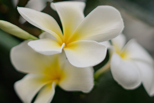 50 Ucapan Belasungkawa Menyentuh Hati untuk Duka Terdalam - The Million Bloom®