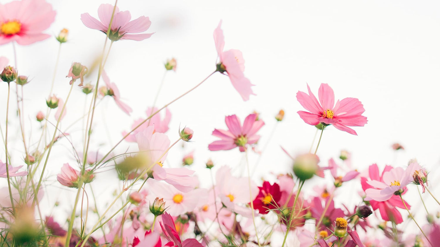 50 Ucapan Hari Ibu yang Indah: Inspirasi untuk Hadiah Bunga - The Million Bloom®