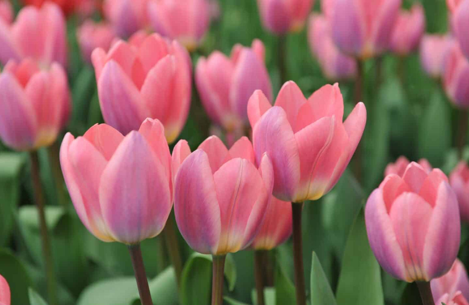 arti bunga tulip pink