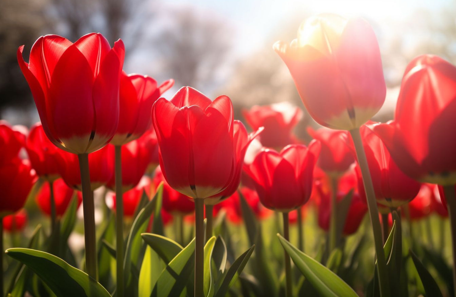 Arti Bunga Tulip Merah: Simbol Cinta yang Tak Terlupakan
