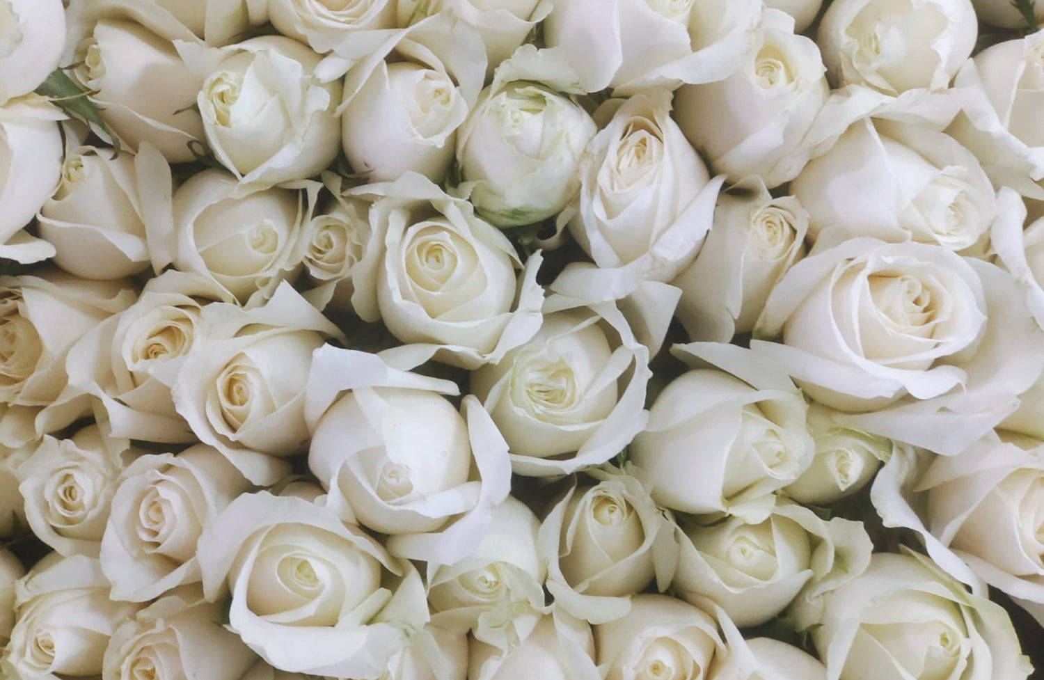 Arti Bunga Mawar Putih dalam Cinta: Simbolisme Keabadian