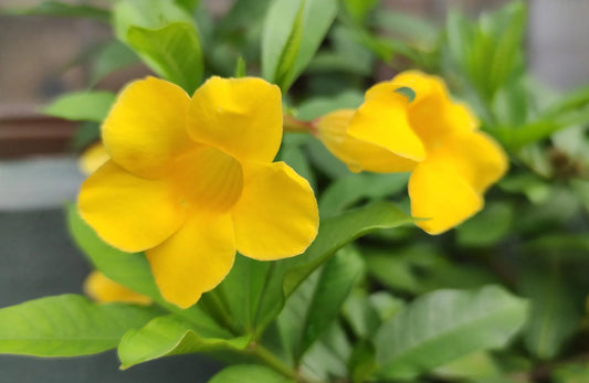 Bunga Alamanda dan 11 Manfaatnya: Indah di Mata, Obat bagi Semua