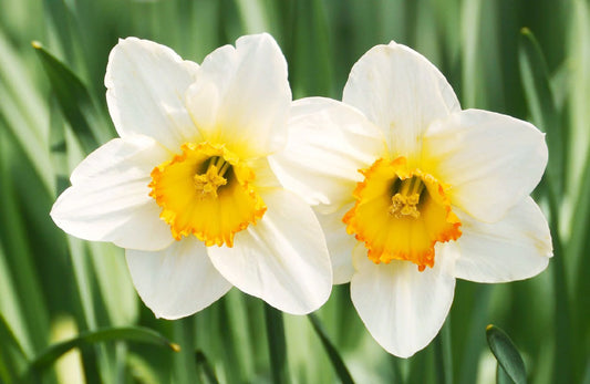 Bunga Daffodil