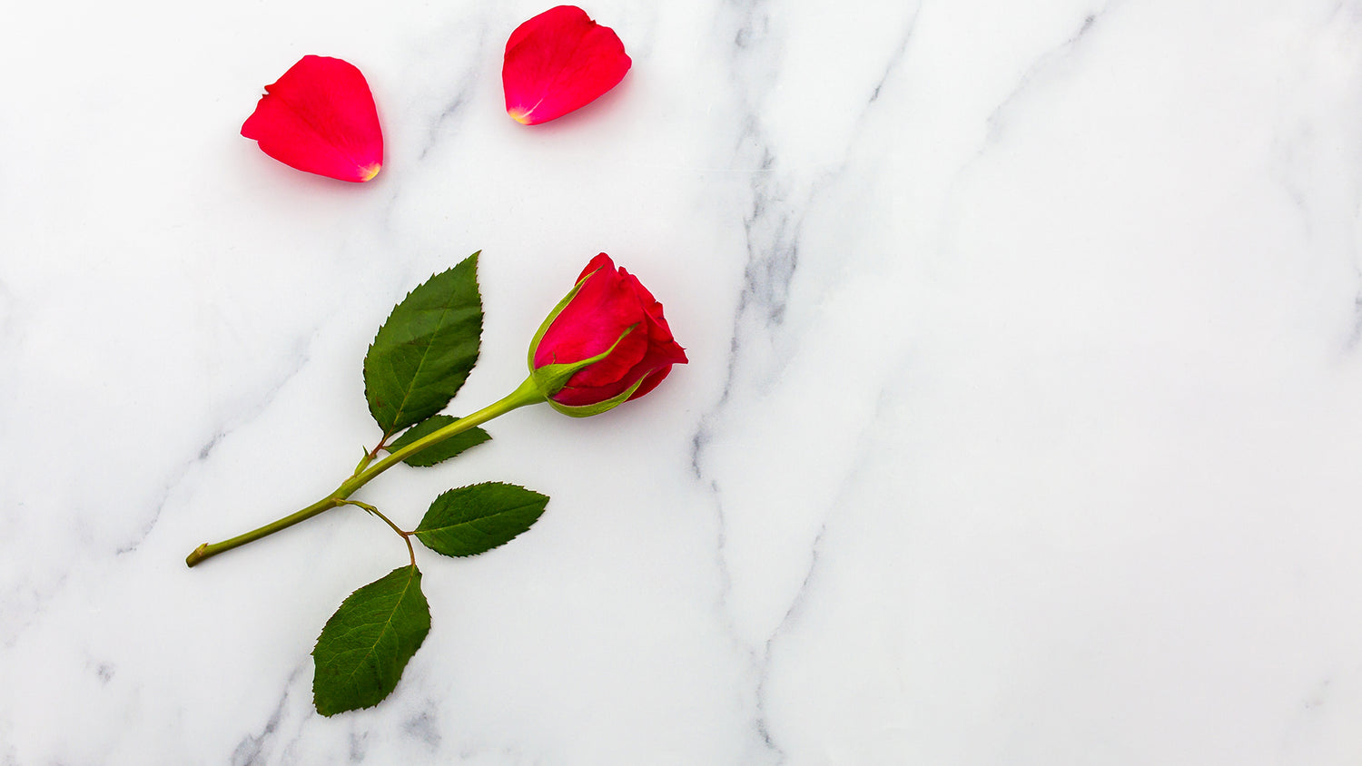 cara merawat buket bunga mawar agar tidak layu