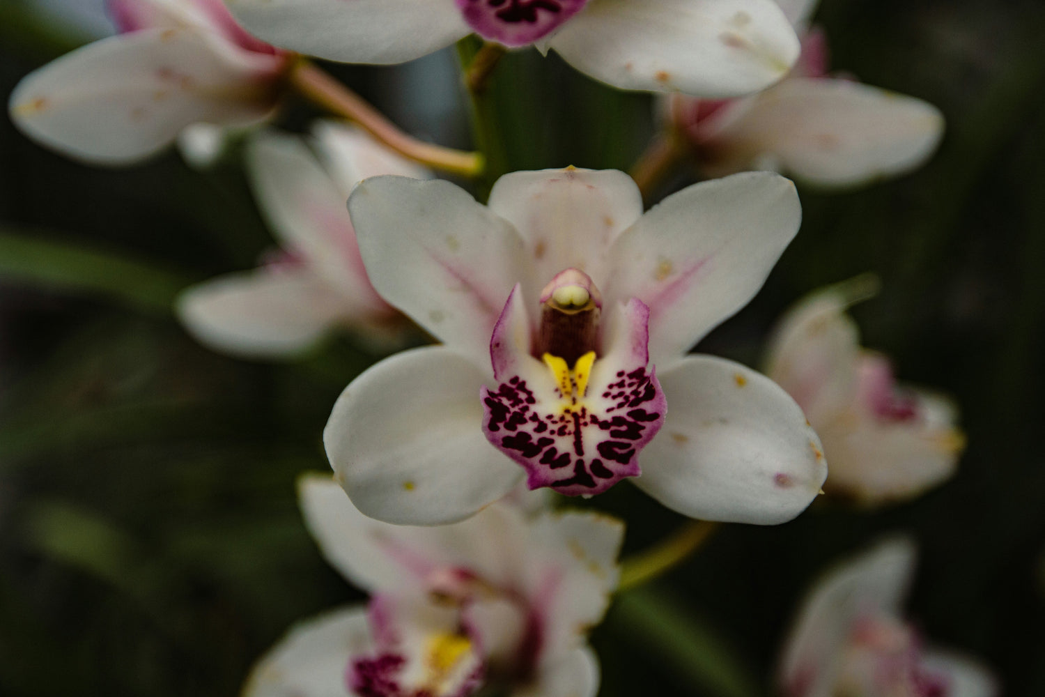 Cymbidium