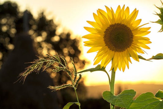 Fakta Menarik tentang Bunga Matahari yang Jarang Diketahui - The Million Bloom®