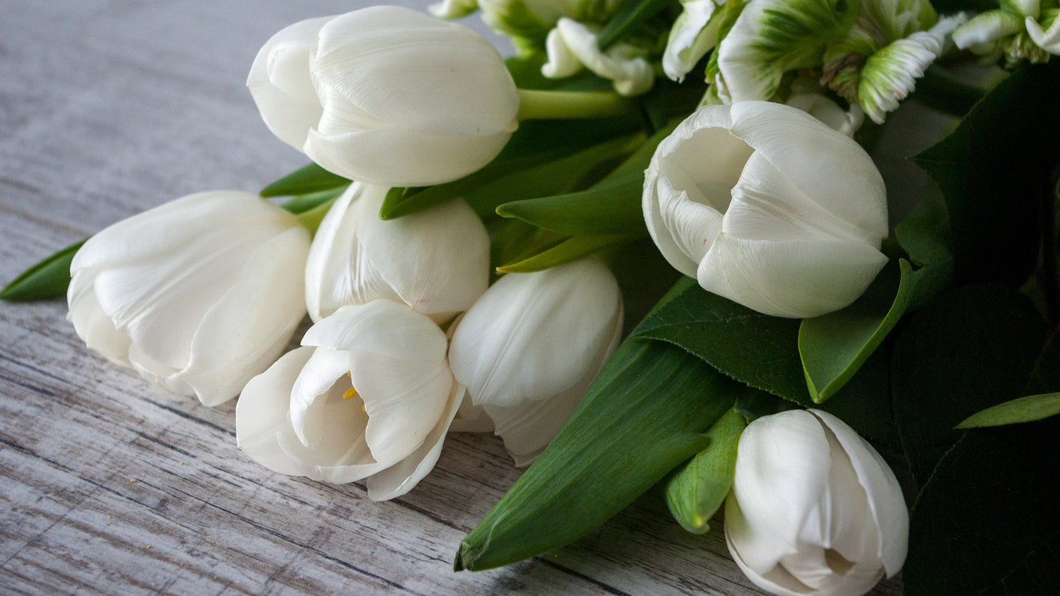 arti bunga tulip putih