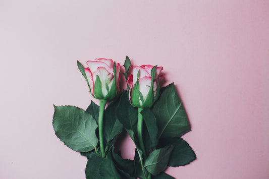 Hati-hati! 5 Bunga untuk Pacar Wanita ini Bikin Dia Makin Jatuh Hati!