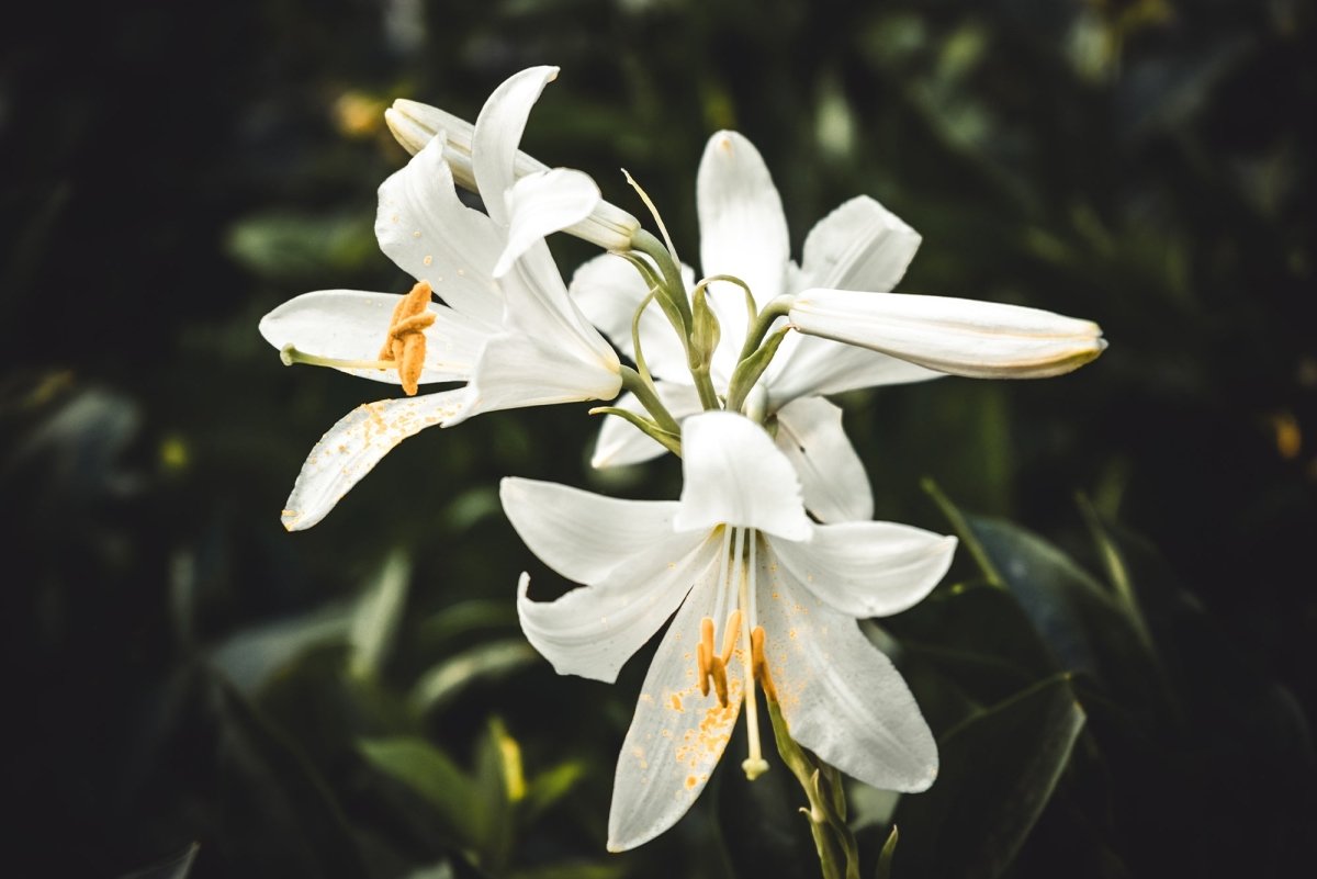 Kisah Bunga Lily: Bunga Yang Melambangkan Kebahagiaan - The Million Bloom®