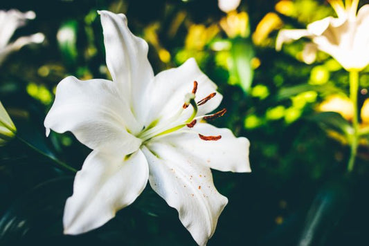 Mengenal Lebih Dekat Bunga Daisy: 5 Fakta Unik yang Perlu Diketahui - The Million Bloom®