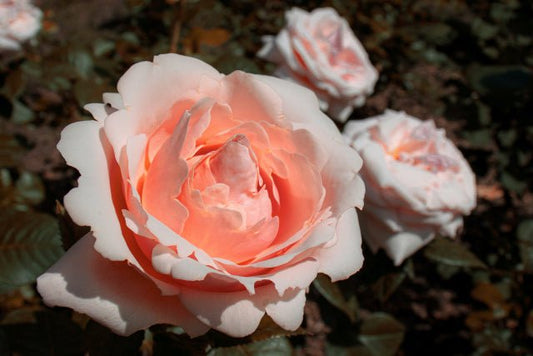 Mengungkap Pesan Tersembunyi dari Warna Bunga Anyelir - The Million Bloom®