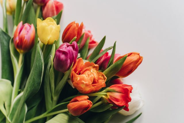 Rahasia di Balik Warna-warni Bunga Tulip - The Million Bloom®