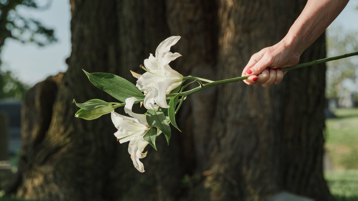 Ungkap Misteri Bunga yang Melambangkan Cinta Dalam Diam