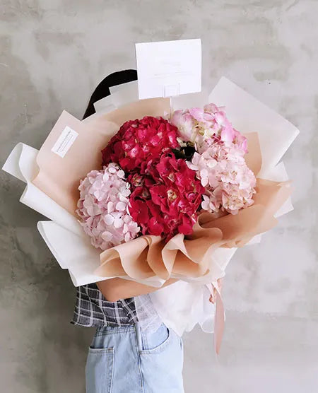 Hydrangeas Bloom