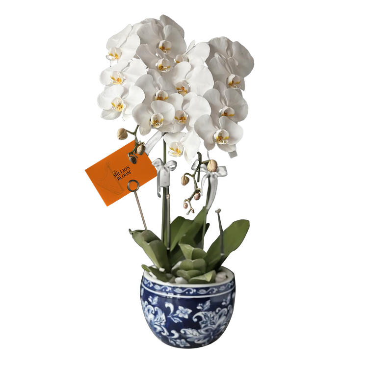 Orchid Explosion