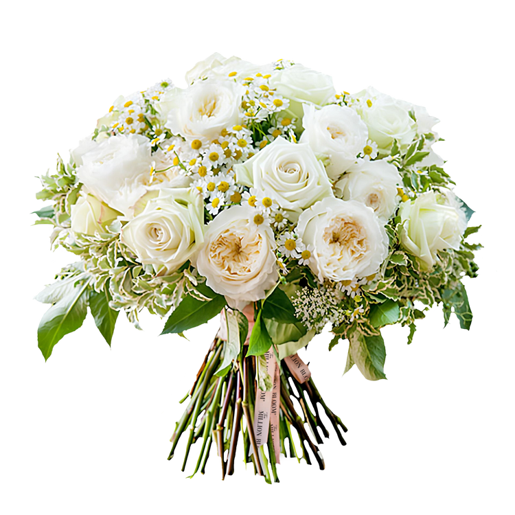 White Wallflower