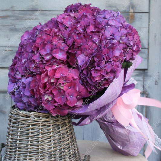 Hydrangeas Galaxy