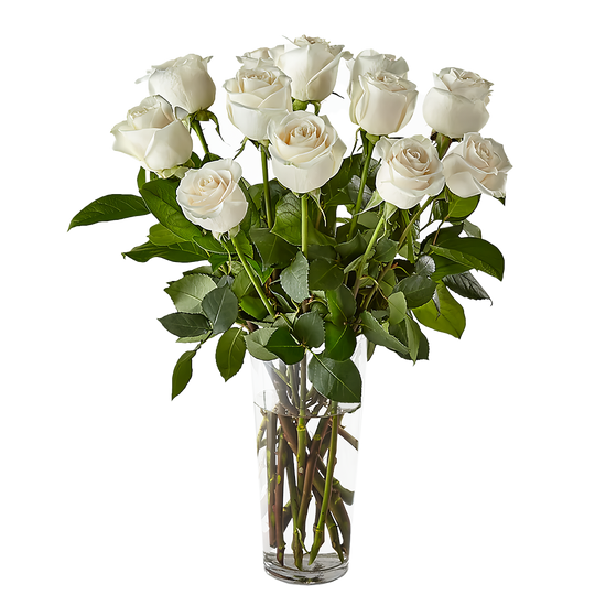White Radiance Roses