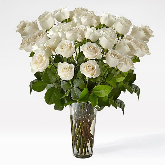 White Radiance Roses - The Million Bloom® -